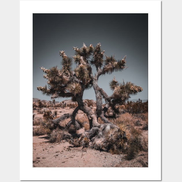 Joshua Tree Photography V3 Wall Art by Family journey with God